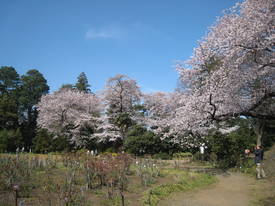 jindai