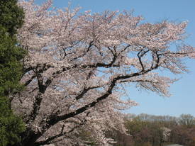 jindai