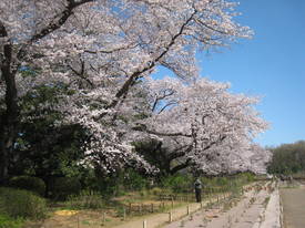 jindai