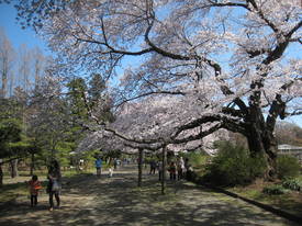 jindai