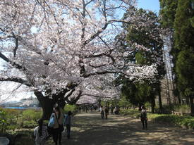 jindai