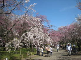 jindai