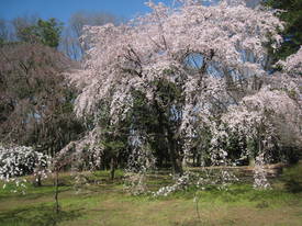 jindai