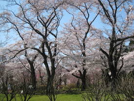 jindai