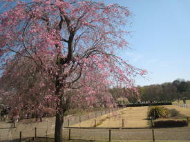 jindai