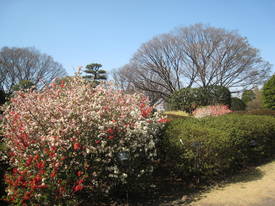 jindai