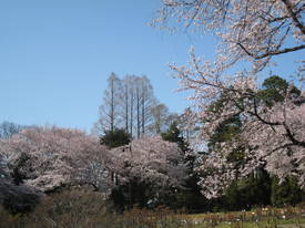 jindai