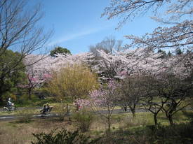 syouwakinenkouen