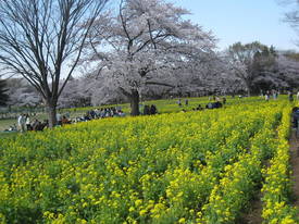 syouwakinenkouen
