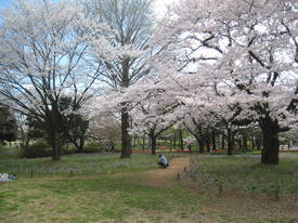 syouwakinenkouen