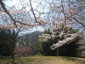 ｋａｔａｋｕｒａ