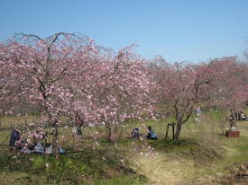 ｋａｔａｋｕｒａ