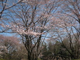 ｋａｔａｋｕｒａ