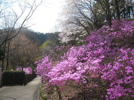 yuuyakenosato