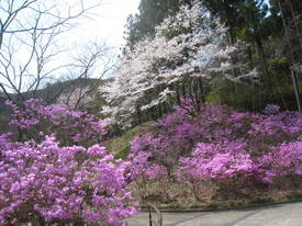 yuuyakenosato