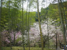 yuuyakenosato
