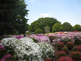 jindai