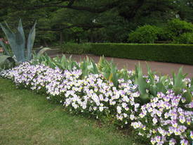 jindai