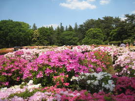 jindai