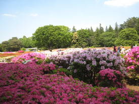 jindai