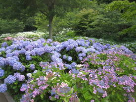 sagamihara