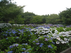 sagamihara