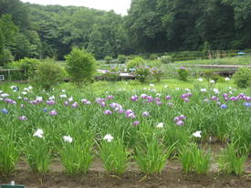 ｆｕｋｉａｇｅ