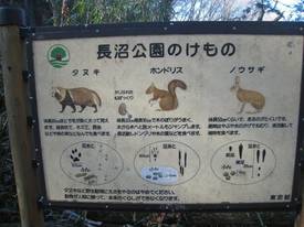 tama