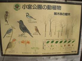 komiya
