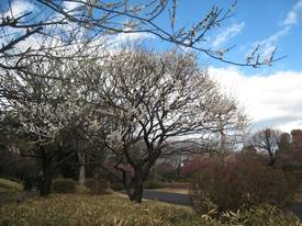 shouwakinenkouen