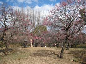 shouwakinenkouen