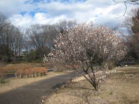 shouwakinenkouen