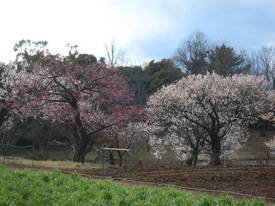 shouwakinenkouen
