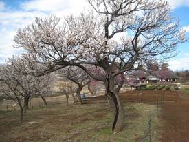 shouwakinenkouen