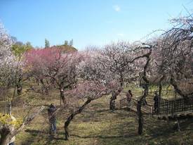 jindaiji