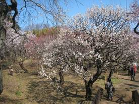 jindaiji