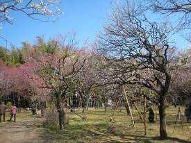 jindaiji