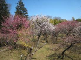 jindaiji