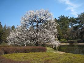 jindaiji