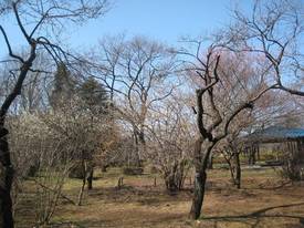 jindai