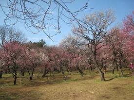 jindai
