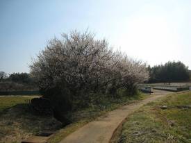 udonogawa