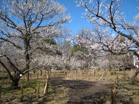 郷土の森
