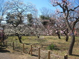郷土の森