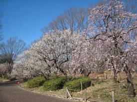 郷土の森