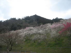 高尾