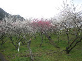 高尾
