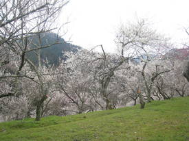 高尾