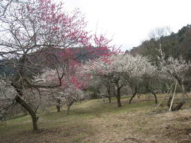 高尾