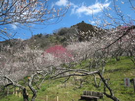 高尾